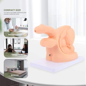 पुरुष और महिला आंतरिक और बाहरी जननांग एनाटॉमी मॉडल और कैथीटर मोल्ड कैथीटर एनाटॉमी मॉडल चिकित्सा शिक्षण मॉडल - Product Image 6