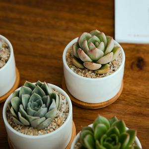 Vente <span class=keywords><strong>en</strong></span> gros bon marché de mini jardinière ronde blanche <span class=keywords><strong>en</strong></span> céramique avec plateau <span class=keywords><strong>en</strong></span> bambou pour la décoration intérieure et le jardin - Product Image 4