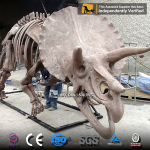 Mi Dino Dinopark tamaño de vida dinosaurio exposición esqueleto Triceratops de mis dinosaurios - Product Image 5