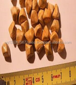 Quality <strong>Ox</strong> and Cow Gallstones at Good Price - Product Image 2