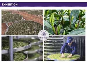 Thé Blanc Bio Fuding Silver Needle de Haute Montagne 2026 Baihao Yinzhen Pure Buds Alpine Ecological en Vrac Vente en Gros OEM - Product Image 5
