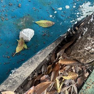 Öko-Zertifiziertes Anti-Gras-Gewebe - Nadelgestochene Unkrautbarriere für Bio-Gemüsebeete, Blumenbeete und Dachgärten - Product Image 2