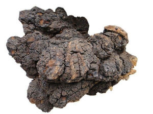 Suministro 30% Polisacáridos Bai <span class=keywords><strong>Hua</strong></span> <span class=keywords><strong>Rong</strong></span> Extracto de hongo Inonotus Obliquus Polvo Extracto de Chaga - Product Image 4