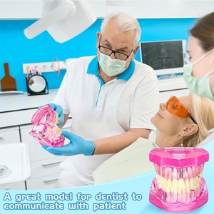 Modelo de Dientes para Implantes Dentales con Dientes Removibles, Demostración Patológica de Dientes Estándar para Dentistas, para Navidad - Product Image 5