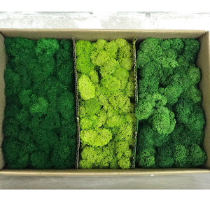 Real Natural Green Preserved Pole <strong>Moss</strong> Pillow <strong>Bun</strong> Cushion <strong>Moss</strong> Frame Art DIY Kit Terrariums Gardening Art Wall Decor - Product Image 5