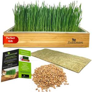Kit d'herbe à chat auto-arrosante écologique de style campagnard, plateau compatible lave-vaisselle pour la maison, le jardin, le sol, les centres commerciaux, <span class=keywords><strong>en</strong></span> bambou - Product Image 1