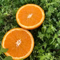 Wholesale lane late navel orange With Great Nutritional Benefits 