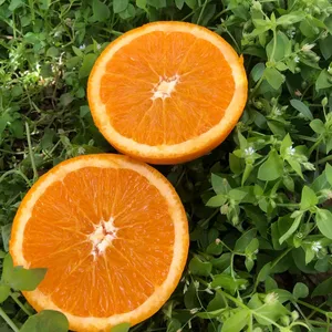 sweet fresh citrus fruit fresh oranges Lane Late orange for sale