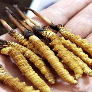 Produk ketinggian tinggi <span class=keywords><strong>Cordyceps</strong></span> Sinensis Wild <span class=keywords><strong>Cordyceps</strong></span> - Product Image 1
