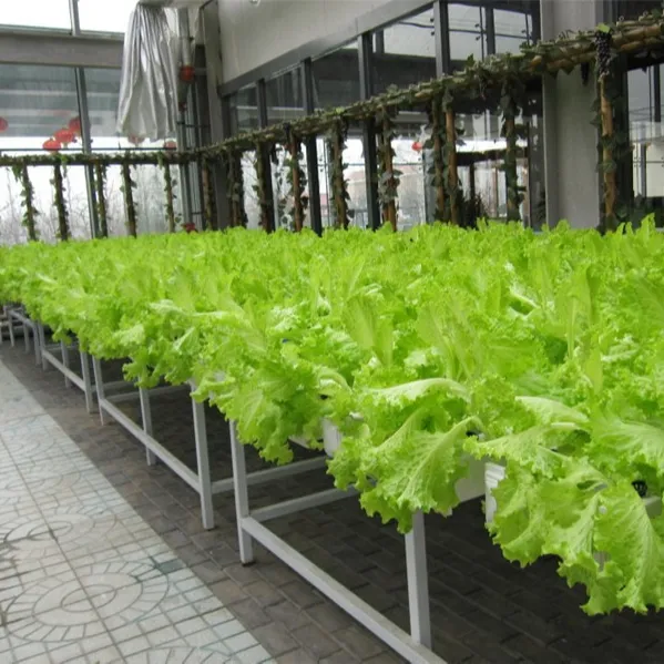 ประเทศจีนผู้ผลิตอุปกรณ์การเกษตรพืช Hydroponic ระบบการเจริญเติบโตเรือนกระจก