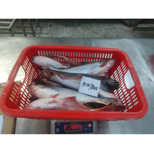 Poisson Pangasius / Filet de Pangasius / Poisson Basa à vendre Fournisseur Vietnamien - Product Image 5