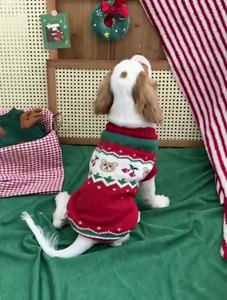 Hiver beaux vêtements <span class=keywords><strong>de</strong></span> Noël pour animaux <span class=keywords><strong>de</strong></span> compagnie S-2XL Chats et Chiens <span class=keywords><strong>Pull</strong></span> en tricot - Product Image 5