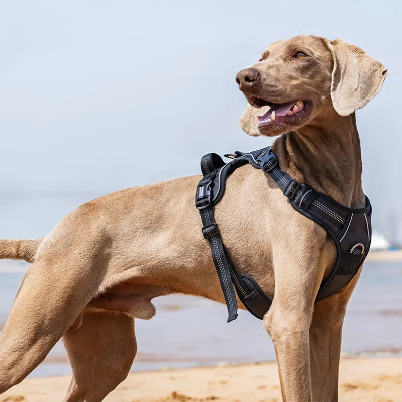 Fornecedores por atacado de luxo sem puxar arnês para animais de estimação fabricante designer fornecedores personalizados arnês para cães