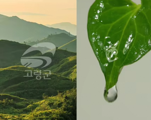 เซรั่มบำรุงผิวหน้า JMSOLUTION Heartleaf 88 Soothing Serum 88 สารสกัดจากใบโคลเวอร์  บำรุงผิวชุ่มชื้น เบาสบาย สำหรับผู้หญิง ผิวธรรมดา ได้รับการรับรองมาตรฐาน EU - Product Image 6