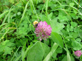 Extracto Natural de Trébol Rojo 10:1/20:1 Soluble en Agua, Regula la Salud Endocrina, Ingrediente de Suplemento - Product Image 2