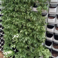 Système hydroponique complet Mur végétal avec pompe et solution nutritive hydroponique Respectueux de l'environnement et facile à utiliser
