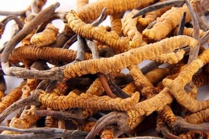 Cápsulas Cordyceps <span class=keywords><strong>sinensis</strong></span>, <span class=keywords><strong>comprar</strong></span> cordyceps <span class=keywords><strong>sinensis</strong></span>, precio - Product Image 3