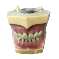 Usine directe amovible orthodontique étude dentiste anatomique Oral demi-bouche formation modèle de dent