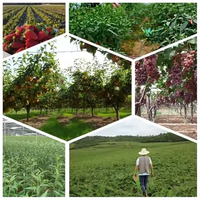 Haute Qualité 20:1 Prune Fruit Extrait Poudre Organique De Qualité Alimentaire À Base De Plantes Extrait Liquide Forme Motherwort Extrait quantité minimale de commande 1kg