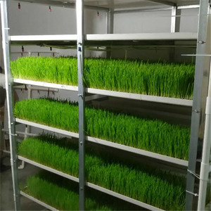 Petit abri en plastique pour culture hydroponique, plateaux de plantation de micro-légumes, support de culture vertical en PVC et système de culture de semis - Product Image 4