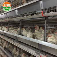 Équipement d'élevage en cages entièrement automatisé, système de cages à volailles à plusieurs niveaux pour la production d'œufs