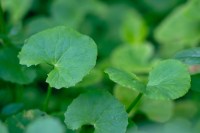Extrait Liquide Fermenté de Centella Asiatica de l'Île de Jeju, Qualité Cosmétique, Extrait Végétal Brut, Jejulous Leuco Centella Advanced
