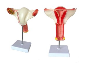 Modelo anatómico de útero vaginal con dispositivo de valor endógeno <span class=keywords><strong>femenino</strong></span> - Product Image 2