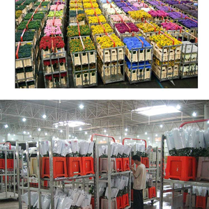 Seau hollandais moderne en plastique léger et écologique pour l'affichage de fleurs d'élite, tulipes blanches, toutes saisons, pour la maison, le jardin, la boutique - Product Image 5