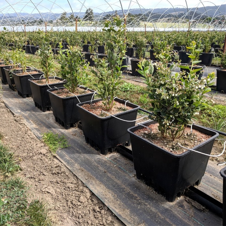 25L 30L 40L quadrado plástico granel 5 gal vaso com coleta de drenagem balde perna longa para pote de mirtilo