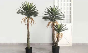 Realista jardín paisajismo fábrica Venta caliente diseño Artificial Agave Maguey árboles precio al por mayor interior simulación Decoración - Product Image 6