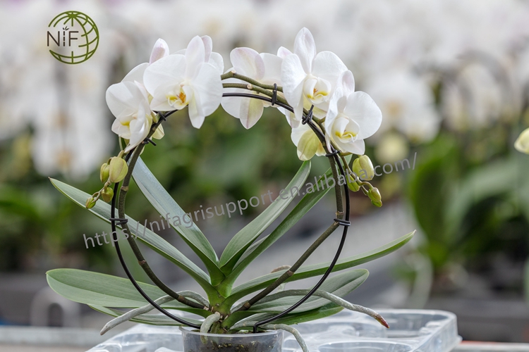 Высококачественные долговечные многофункциональные металлические палочки для поддержки растений с различными кольцами