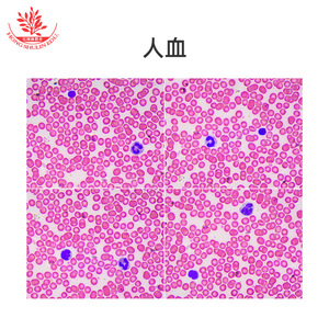 Nuevo tipo de preparado de microscopio con estructura típica, estándar educativo de alto nivel, experimento biológico, fisiología. - Product Image 1