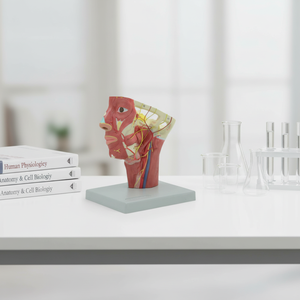 Modelo Anatómico <span class=keywords><strong>de</strong></span> Medio Cabeza y Cuello Humano con Músculos, Nervios y Vasos Sanguíneos para Enseñanza Médica - Product Image 3