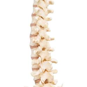 Columna vertebral de espuma sólida KyrenMed con occipital <span class=keywords><strong>y</strong></span> pelvis, modelo de columna vertebral de <span class=keywords><strong>esqueleto</strong></span> humano sólido completo para práctica de cirugía - Product Image 5