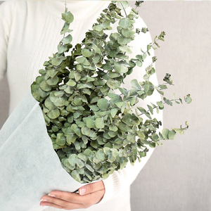 All'ingrosso fiori e piante secchi foglie di mela naturale conservato di eucalipto argento dollaro essiccato foglie di eucalipto - Product Image 3