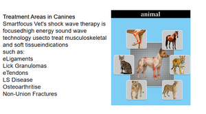 ESWT Smartfocus Máquina de terapia de ondas de choque Uso veterinario Máquina de terapia de ondas de choque electromagnéticas enfocadas para animales - Product Image 5