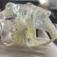 Modelo anatómico de dientes de conejo transparente, animales dentales, mandíbula Oral para educación, veterinaria Dental canina, decoración de oficina, demostración