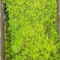 Kit DIY de coussin en mousse de pôle naturelle verte pour terrariums décoratifs, jardinage, art mural, Every Love Preserved