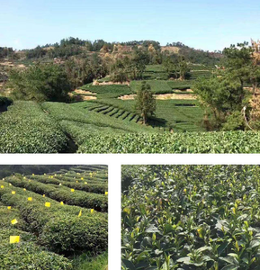 Té Shou Mei Cha, 350g/torta, Compra al por Mayor, Té <span class=keywords><strong>Blanco</strong></span> Shoumei, Importación de Té de China - Product Image 6