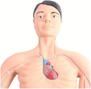 Kyrenmed mô phỏng can thiệp picc mô hình tĩnh mạch tĩnh mạch trung tâm ngoại vi - Product Image 5