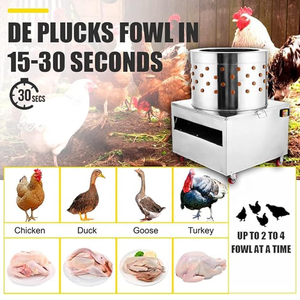 Máquina <span class=keywords><strong>Desplumadora</strong></span> <span class=keywords><strong>de</strong></span> Aves / Precio <span class=keywords><strong>de</strong></span> Máquina para Pelar <span class=keywords><strong>Pollos</strong></span> / Peladora <span class=keywords><strong>de</strong></span> <span class=keywords><strong>Pollos</strong></span> - Product Image 6