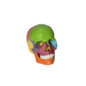 Mini modelo de cráneo codificado por colores (desmontable en 15 partes) - Herramienta educativa de anatomía - Product Image 5