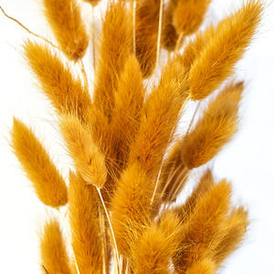Fourniture d'usine de haute qualité nouvelle couleur or Orange Phalaris <span class=keywords><strong>Lagurus</strong></span> naturel séché rond lapin queues fleur - Product Image 1