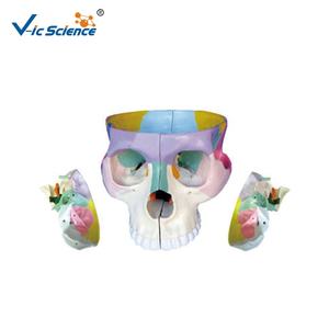 Modelo de PVC de Instrumento Quirúrgico Básico, Base <span class=keywords><strong>Craneal</strong></span>, <span class=keywords><strong>Esqueleto</strong></span> Humano del Cerebro, Modelo Médico de Expansión para la Base del Cráneo - Product Image 2
