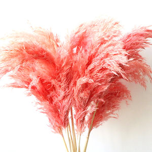 Fleurs séchées naturelles en gros : <span class=keywords><strong>Roseau</strong></span>, Catkins, Pompas Grass, Plumes vertes – Protection de l'environnement, Fête des Mères - Product Image 1