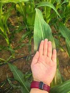 Potenciador de Fotosíntesis de Arándanos y <span class=keywords><strong>Fresas</strong></span> de Alta Eficiencia, Fertilizante Líquido 100% Soluble en Agua con Ácido Fúlvico Fe - Product Image 5