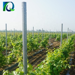 Mạ kẽm 275g vườn nho thép lưới mắt cáo/nho cổ phần/nho trellis bài - Product Image 2