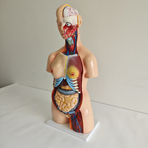 Modelo Anatómico <span class=keywords><strong>de</strong></span> Torso Humano <span class=keywords><strong>de</strong></span> 25 <span class=keywords><strong>Partes</strong></span>, Torso Bisexual con <span class=keywords><strong>Espalda</strong></span> Abierta, Modelo <span class=keywords><strong>de</strong></span> Anatomía <span class=keywords><strong>de</strong></span> Torso - Product Image 2