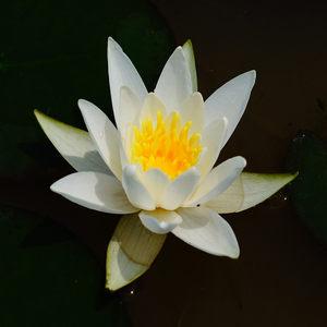 Pack Super Économique : Tuber de Nymphaea Hermine (Nénuphar d'eau résistant) et Panier Aquatique Pro - Product Image 5