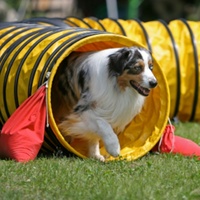 USMILEPET Tunnel d'entraînement pour chiens en PVC de 60 cm, très vendu, résistant aux déchirures et à l'usure